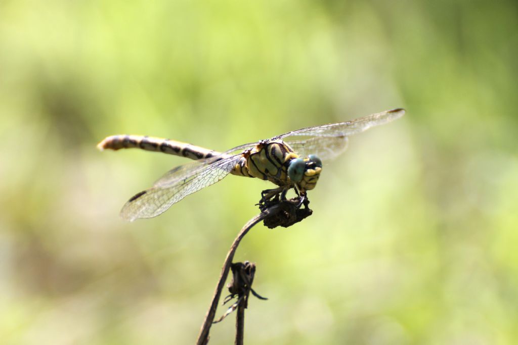 femmina di Onychogomphus forcipatus